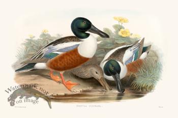 Gould Waterfowl 03